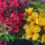 Dividing Alstroemeria &