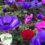7th Weekend Of The Fall Gardening Season