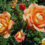 Pruning David Austin Roses & Poison Oak Barrier