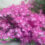 Germinate Citrus Seeds & Pruning Azaleas To Trigger Blooming
