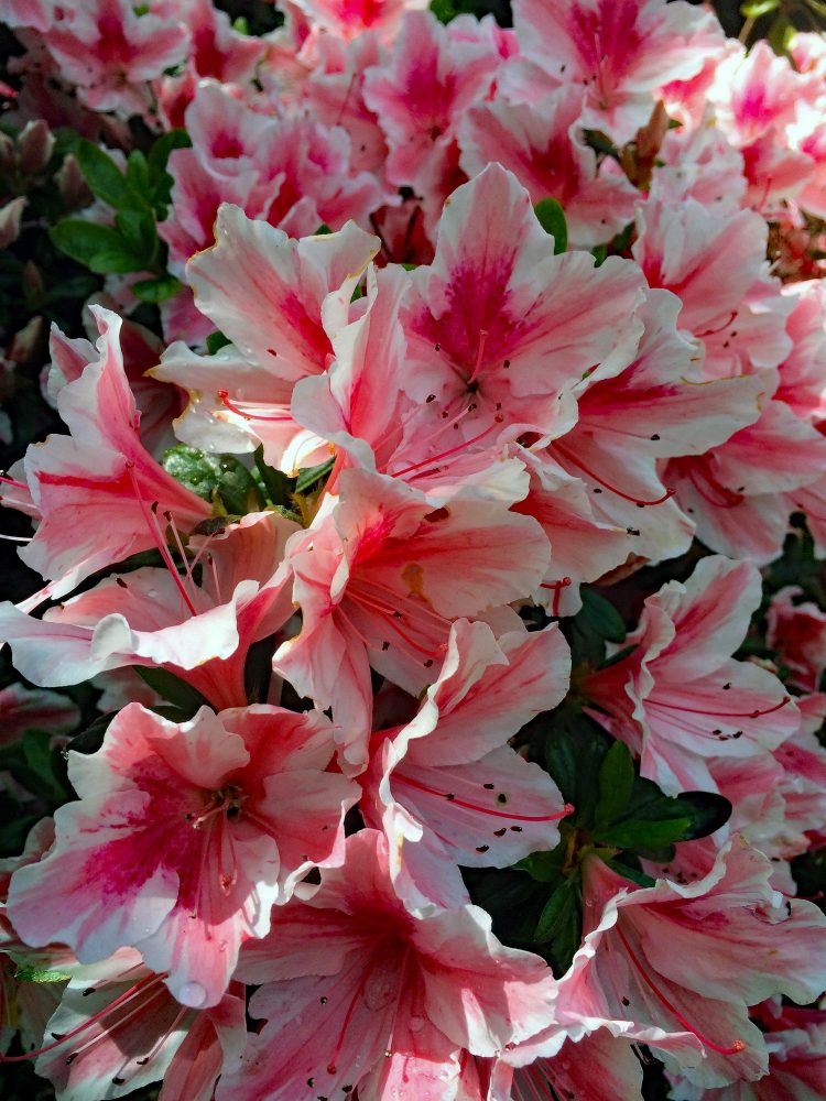 Growing Azaleas Under A Redwood The Dirt Gardener