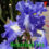 6th Weekend OF The Fall Gardening Season