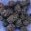 Planting Blackberries & Grapefruit Fruit Drop