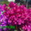 Storing Pumpkins For Halloween & Bougainvillea Not Blooming