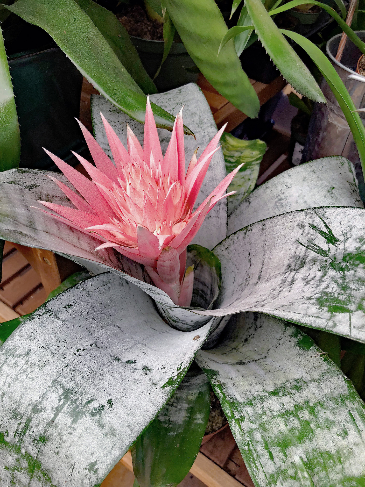 Forcing Bromeliads Back Into Bloom The Dirt Gardener