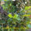 Softwood Cuttings &  Poinsettia Still Blooming