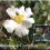 Unusual Sasanqua Camellias Buds & Removing The Spent Flowers From Bearded Iris