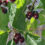 When To Transplant Fruit Trees & Reviving  Struggling Plants