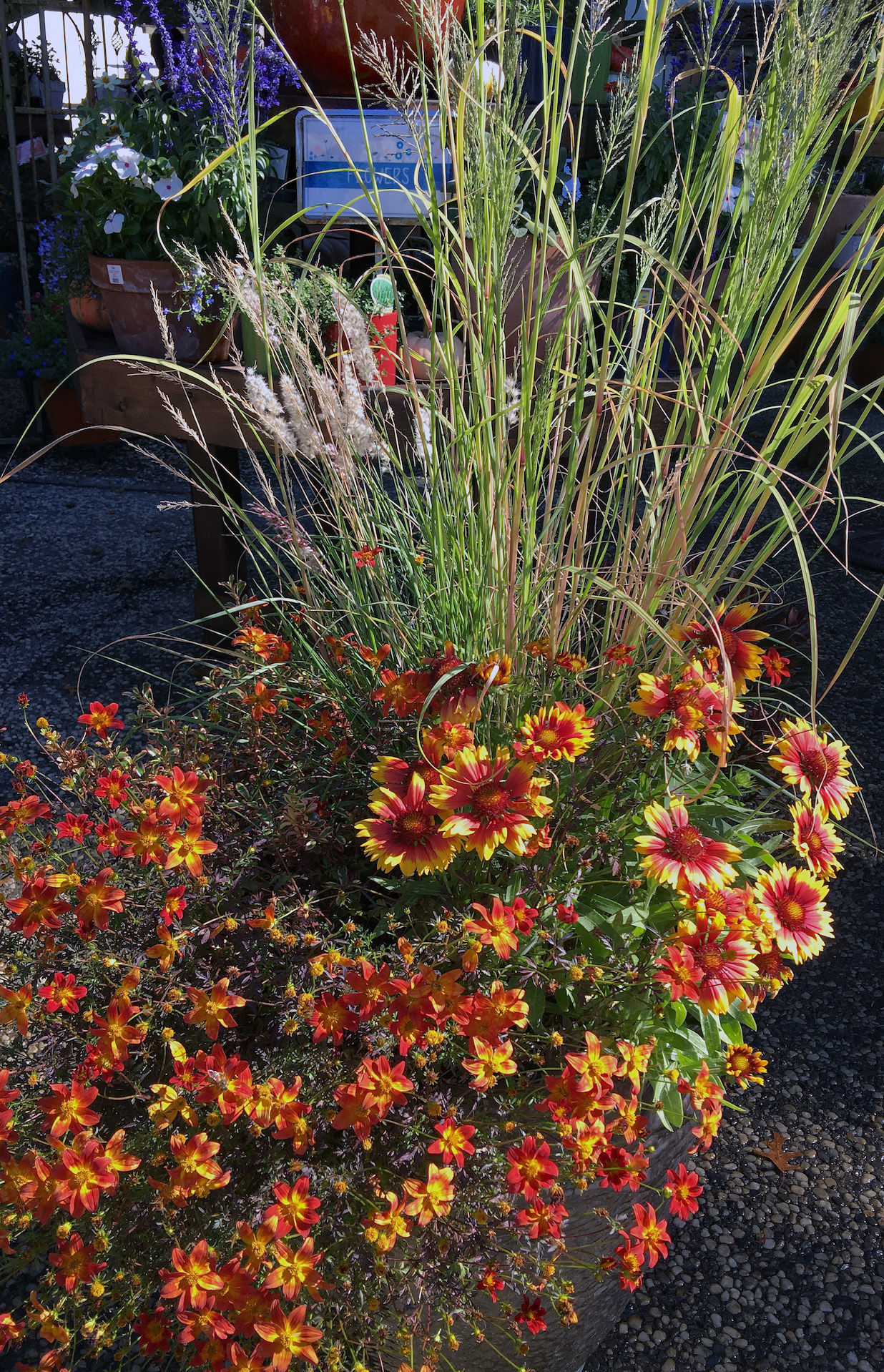 Pruning Shabby Looking Perennials & Adding Year Round Color The Dirt