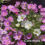 7th Weekend Of The Summer Gardening Season