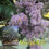 Crape Myrtle Stop Blooming & Proper Way To Fertilize Flowering Plants