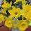 4th Weekend Of The Fall Gardening Season