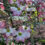 No Lemons & Dogwoods As Lawn Tree