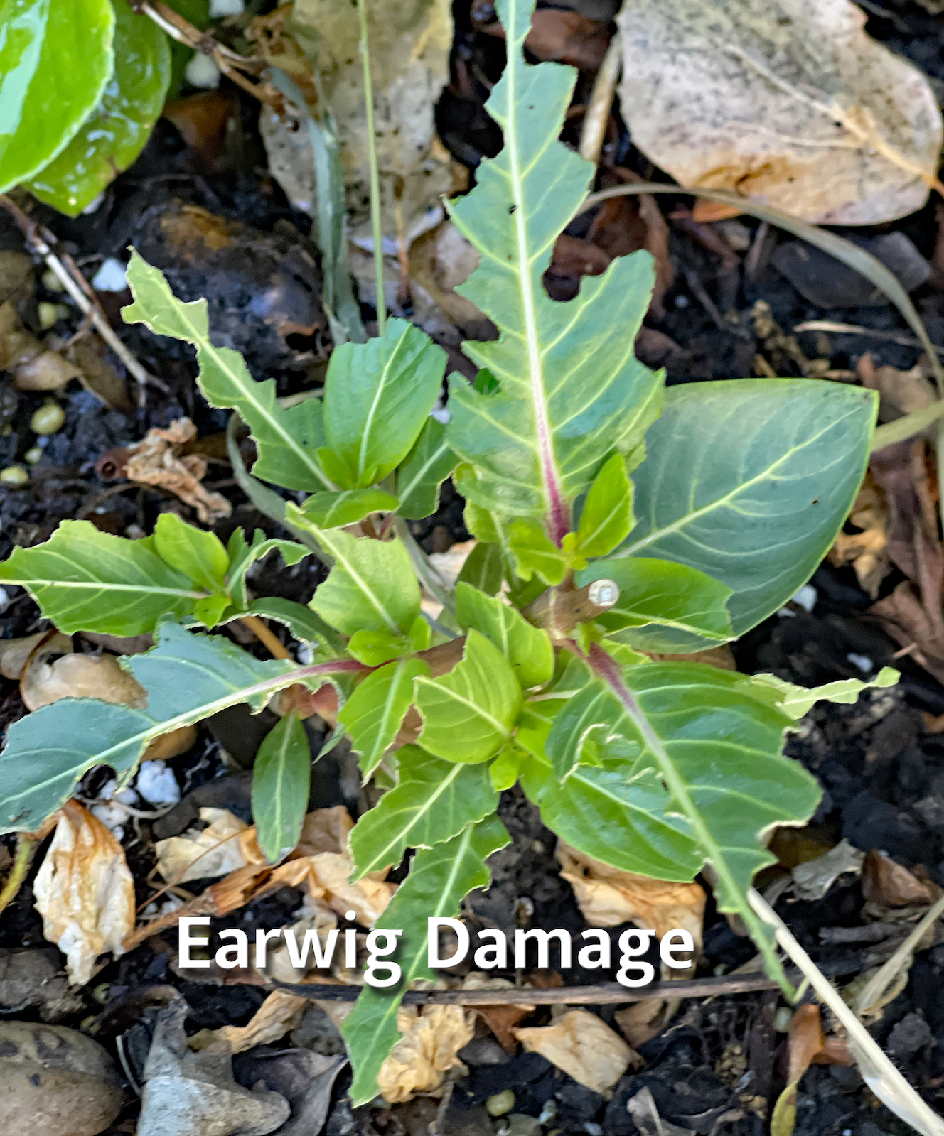 Why Are There Holes in My Plant Leaves?