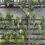 Espaliering Apples & Trouble Growing Ferns