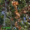 Dividing And Transplant Daylilies & Dead Asian Pear Branches