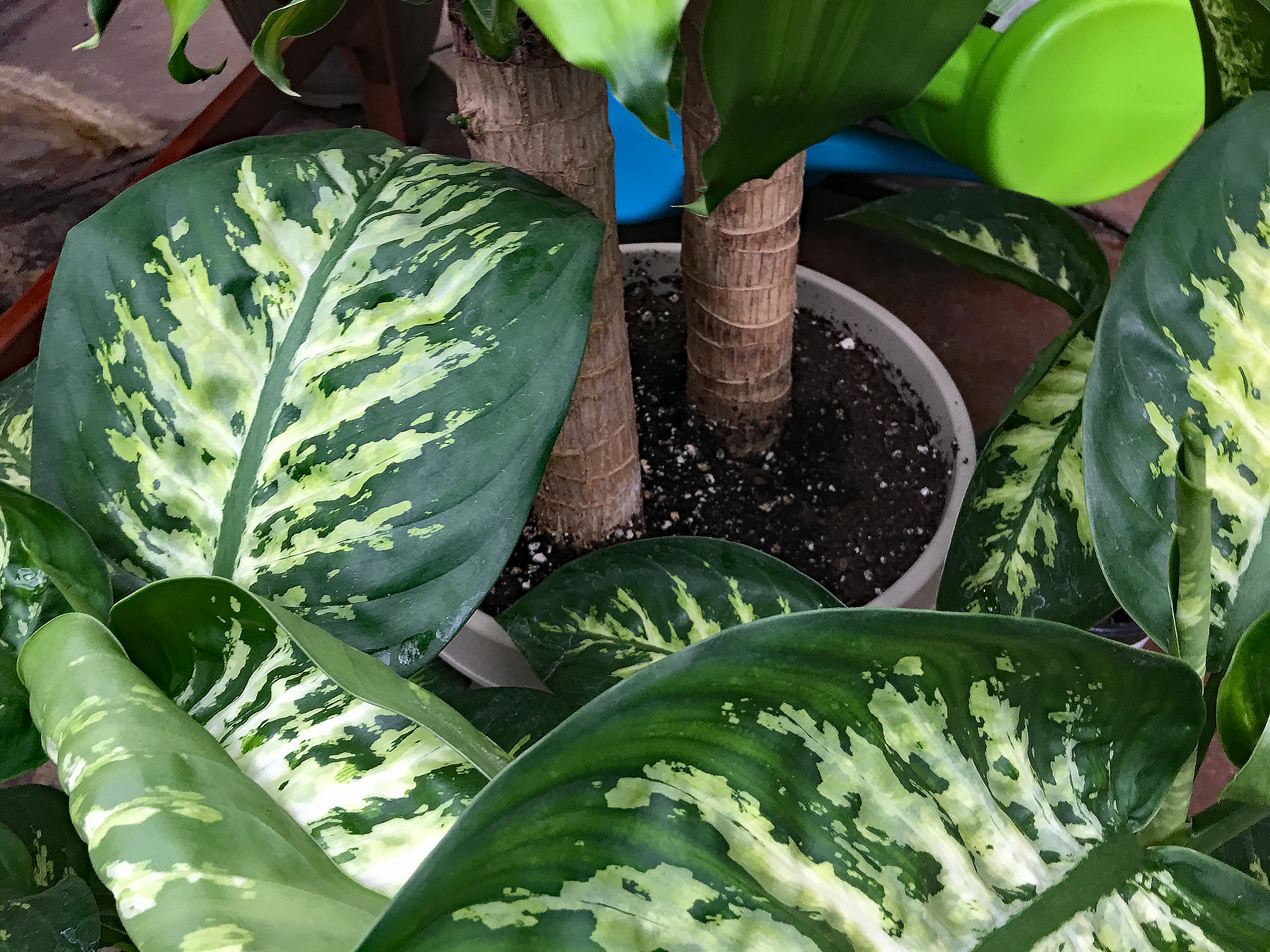 Houseplant The Dirt Gardener