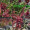 6th Weekend Of The Summer Gardening Season