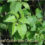Leaf Cutter Bee &  General Guideline For Planting Bulbs?