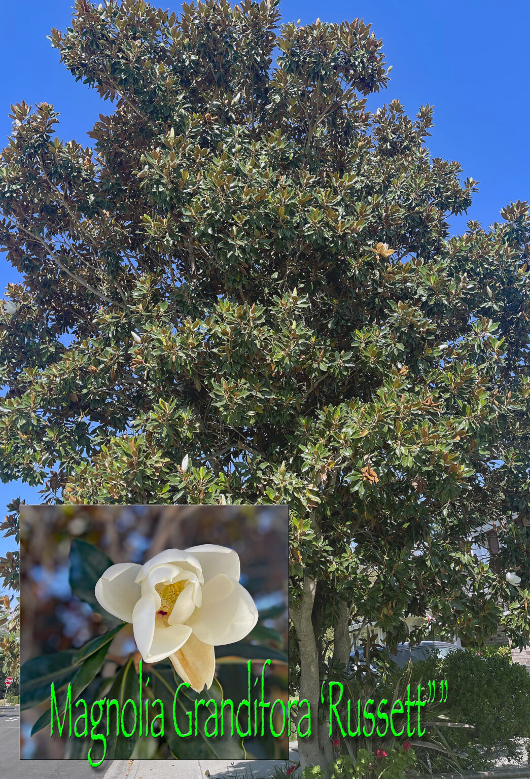 Scale On Magnolia & Tree Roots - Garden Shed Slab - The Dirt Gardener