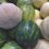 9th Weekend Of The Spring Gardening Season