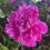 Growing Peonies In Containers & Hibiscus With Cold Weather Damage