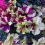 Scragggily Petunias & Dividing Daylilies