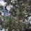 Fixing Acid Soil From Pine Needles