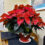 Poinsettia Care & Crape Myrtle Stop Growing