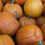 4th Weekend Of The Fall Gardening Season