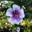 Rose of Sharon Pest & Planting Bok Choy
