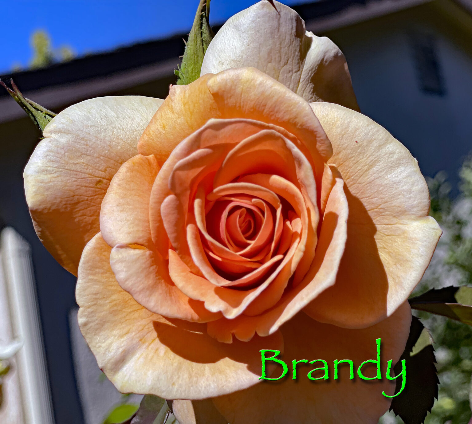 Reducing The Height Of Roses & Fattened Rose The Dirt Gardener