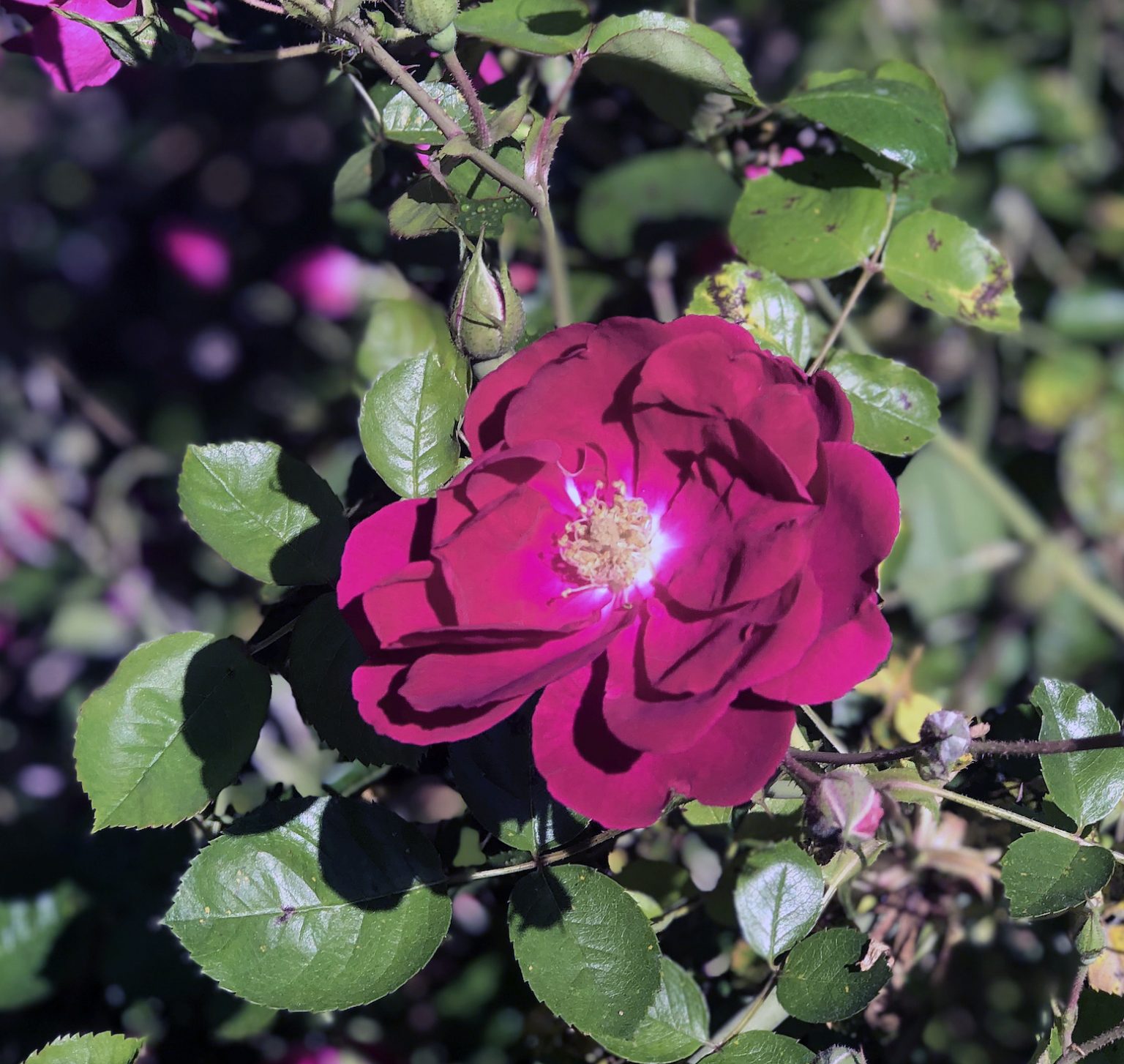 Rogue Growth On Roses & PreEmergent Weed Control? The Dirt Gardener