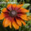 1st Weekend Of The Fall Gardening Season