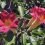 Last Weekend Of The Spring Gardening Season