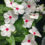 3rd Weekend Of The Summer Gardening Seasion