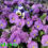 6th Weekend Of The Fall Gardening Season