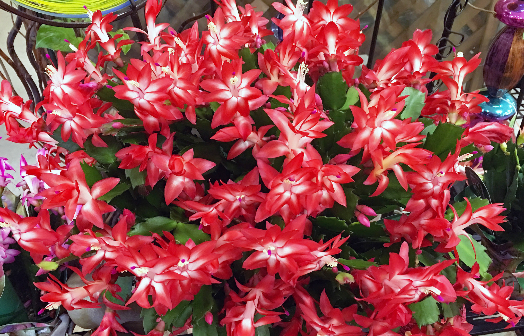 Repotting christmas deals cactus