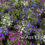 5th Weekend Of The Summer Gardening Season